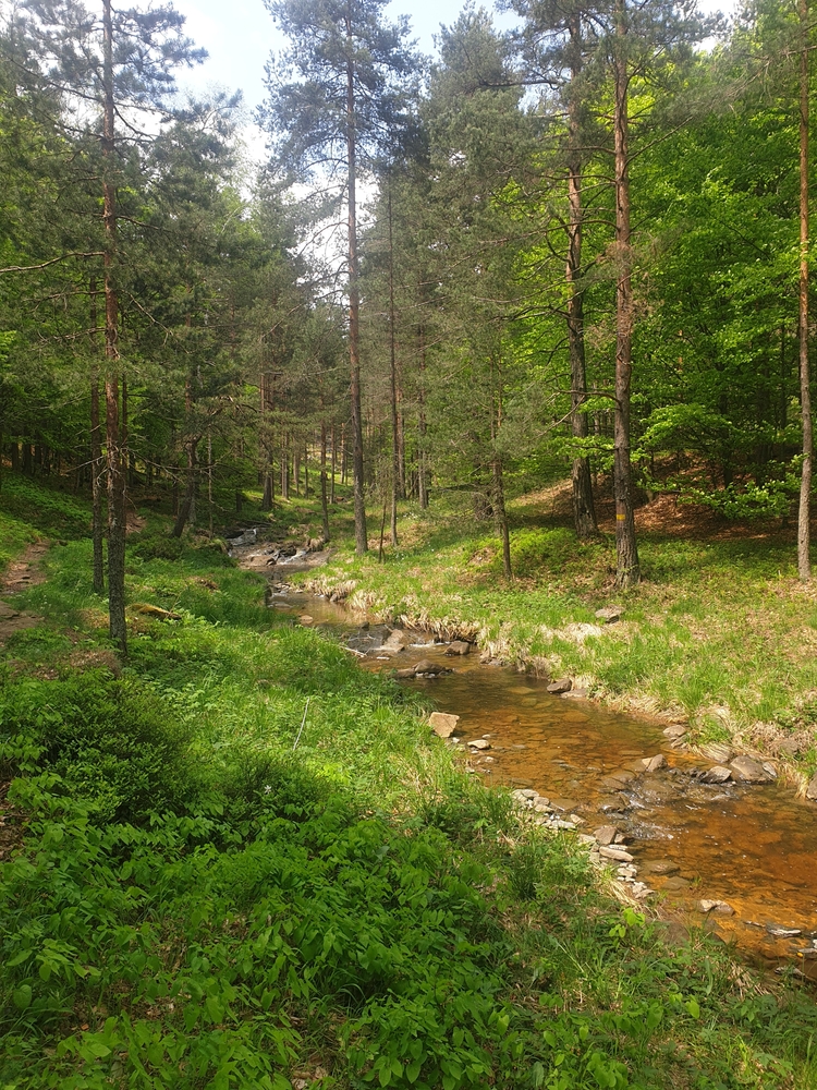 Divčibare za Prvi maj: Planina sa najčistijim vazduhom u Srbiji koja miriše na bor i pravi odmor 3 Divčibare za Prvi maj: Planina sa najčistijim vazduhom u Srbiji koja miriše na bor i pravi odmor 1