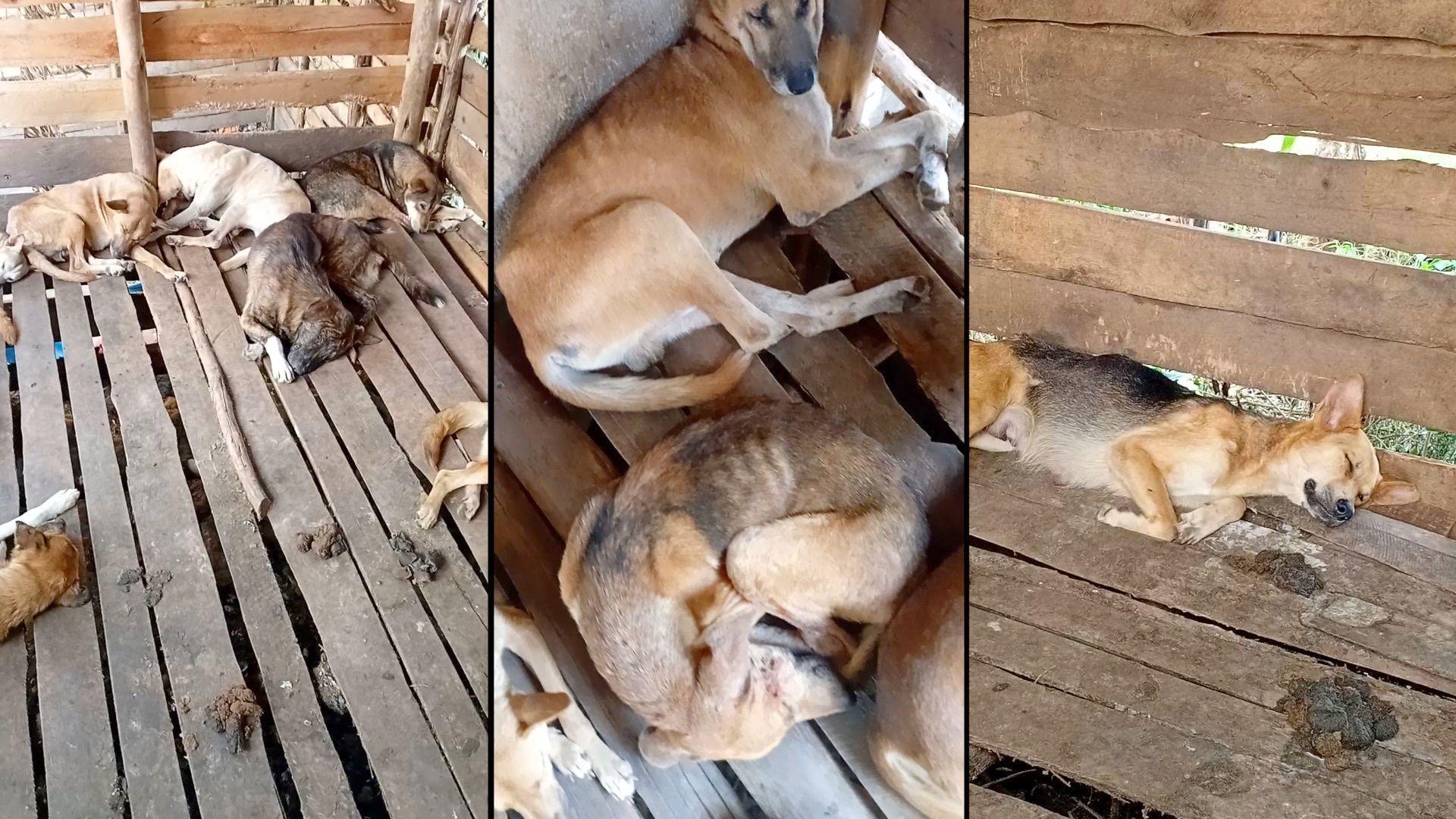 Kombinacija od tri slike prikazuje izmršave pse kako leže u kavezu. Izmet se može videti na drvenom podu