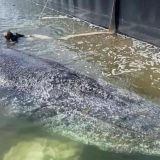 Akcija spasavanja nije uspela: Telo kita pomeraju zbog rizika od infekcije 6