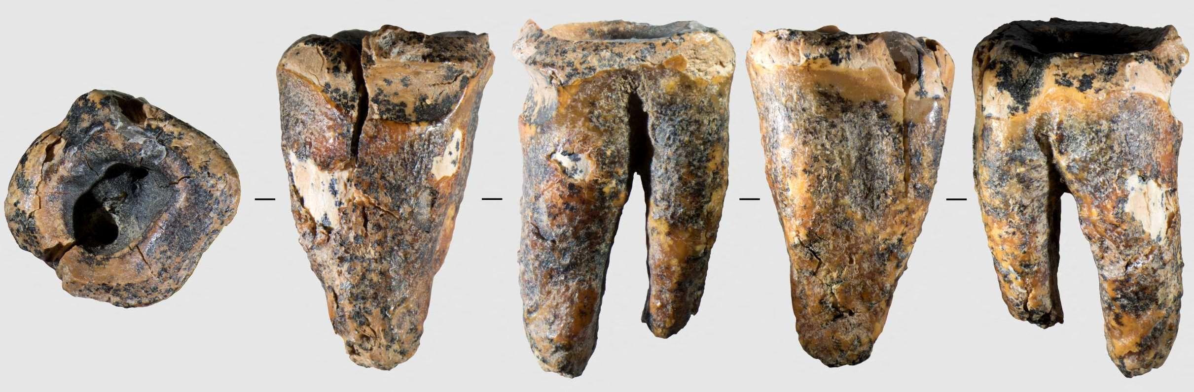 Kako su neandertalci nestali sa Balkana 4 Zub Neandertalci