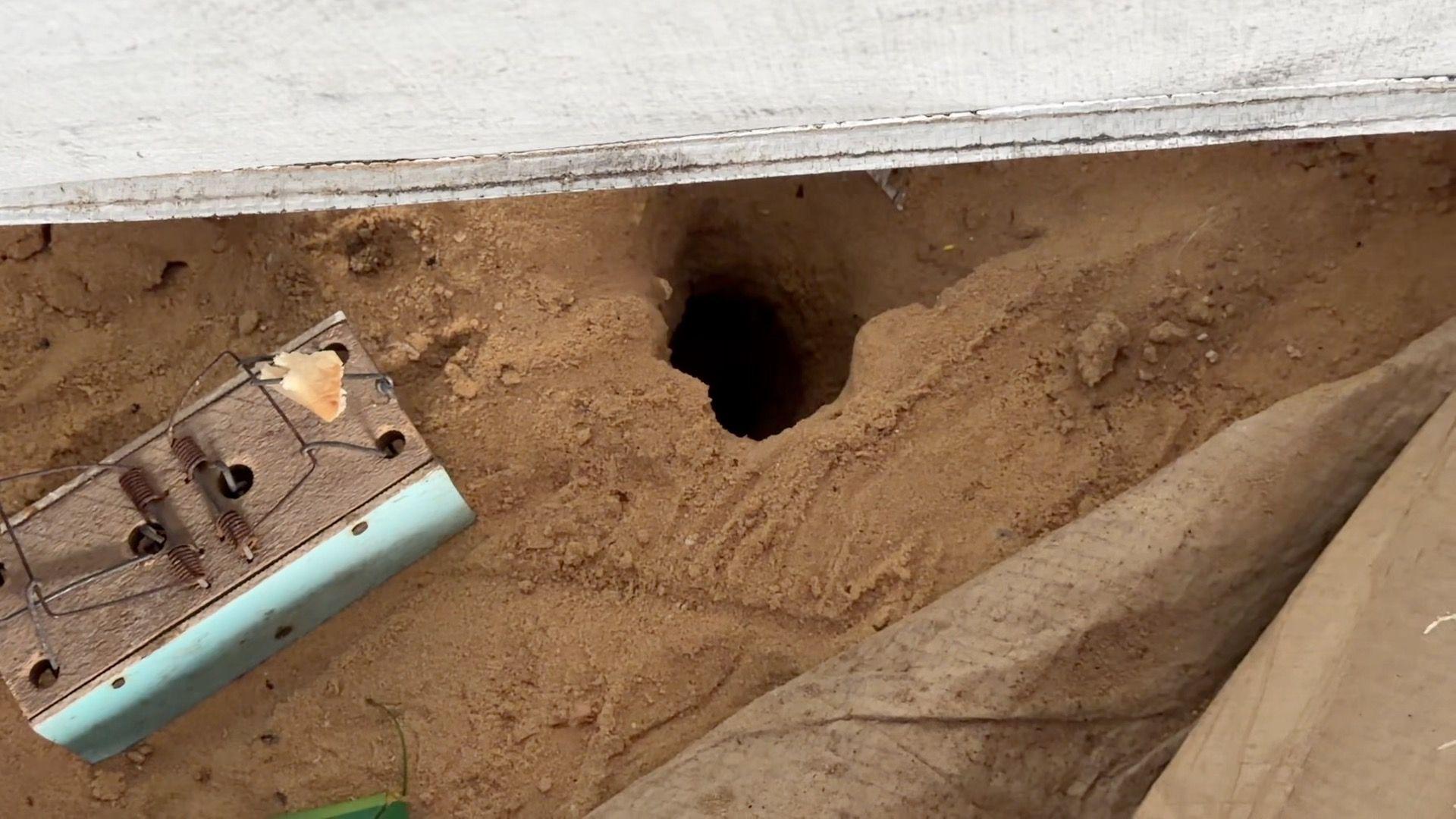 'Pacovi izlaze iz šatora': Kampovi u Gazi pod invazijom glodara koji šire zarazu 8 drvena zamka za pacove