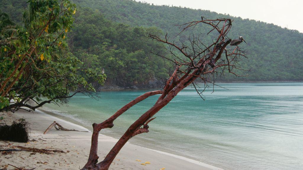 Novcem do novih granica: Kako se Amerika širila kupovinom teritorija 8 Plaža na Američkim Devičanskim Ostrvima