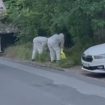 "Slučaj Senjak": Pritvor do 30 dana za dva policajca 10