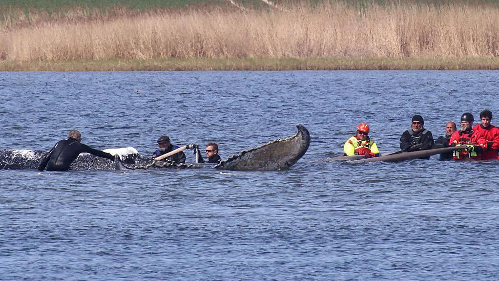 Akcija spasavanja u Nemačkoj nije uspela: Kit pronađen mrtav kod danskog ostrva u Baltiku 2 Kit je tokom maja bio smešten u baržu koja ga je prevezla u Severno more