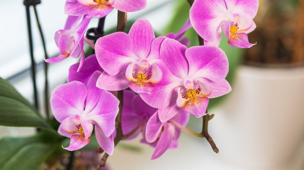 cvet