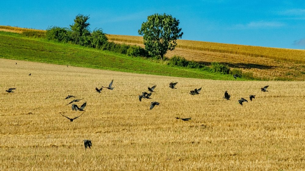Vrane u Srbiji jedu suncokret i kukuruz, poljoprivrednici ponovo seju 1
