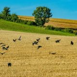 Vrane u Srbiji jedu suncokret i kukuruz, poljoprivrednici ponovo seju 6