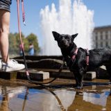 Koje životinje su najugroženije na visokim temperaturama? 6
