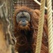 U samo četiri dana jakih kiša nestalo sedam odsto najređe vrste orangutana: studija 9