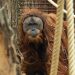 U samo četiri dana jakih kiša nestalo sedam odsto najređe vrste orangutana: studija 2