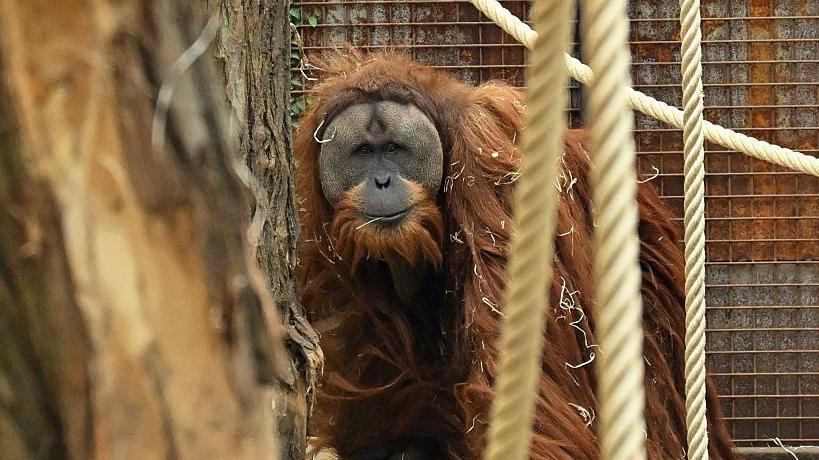 U samo četiri dana jakih kiša nestalo sedam odsto najređe vrste orangutana: studija 11