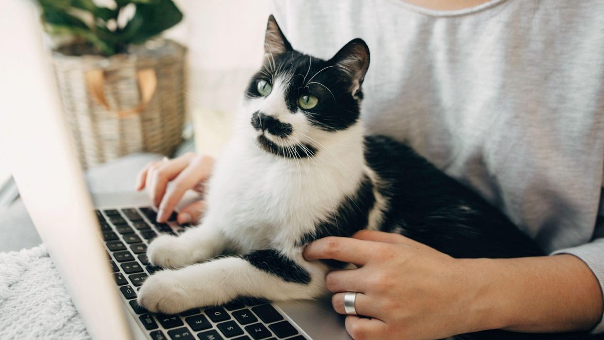 Zašto mačka voli da sedi vašem na laptopu:  I to nije baš ta