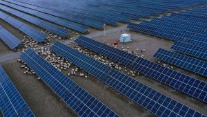 U pustinji su izgradili najveću solarnu elektranu na svetu: Nekoliko godina kasnije morali su da dovedu 20.000 ovaca