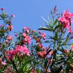 oleander
