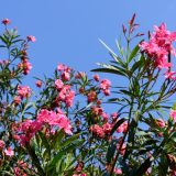 oleander