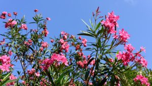 Najbolji trik za raskošan oleander: Cvetaće bujno sve do jeseni 15 oleander