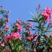 oleander
