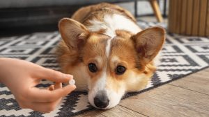 Veterinari otkrili zašto su TikTok saveti sve veća pretnja za kućne ljubimce