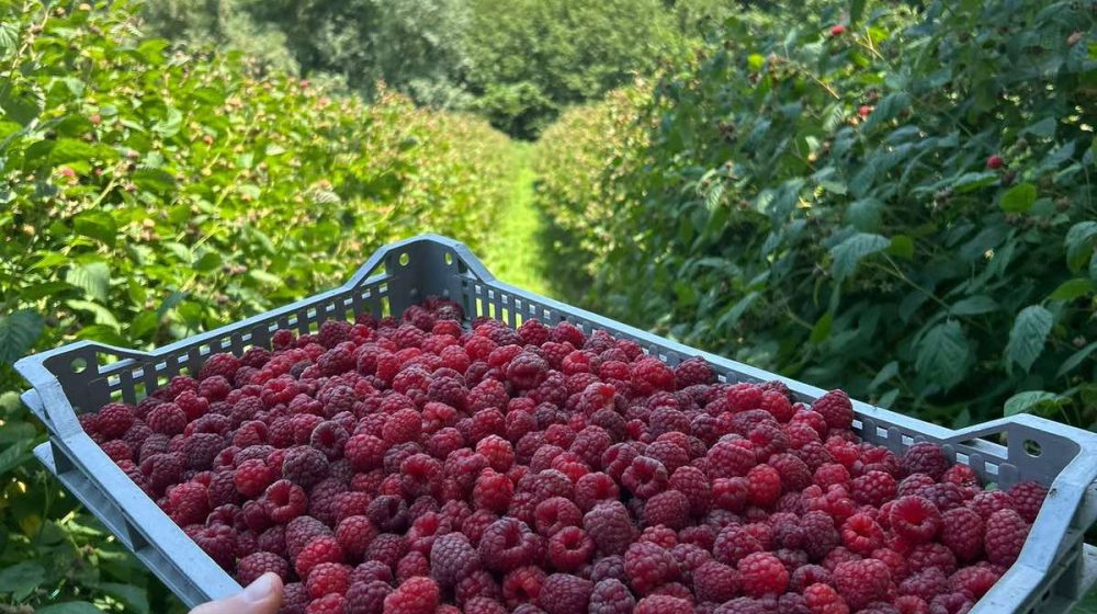 Američka novinska agencija Asošijeted pres: Maline iz Arilja širom sveta 10