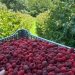 Američka novinska agencija Asošijeted pres: Maline iz Arilja širom sveta 2