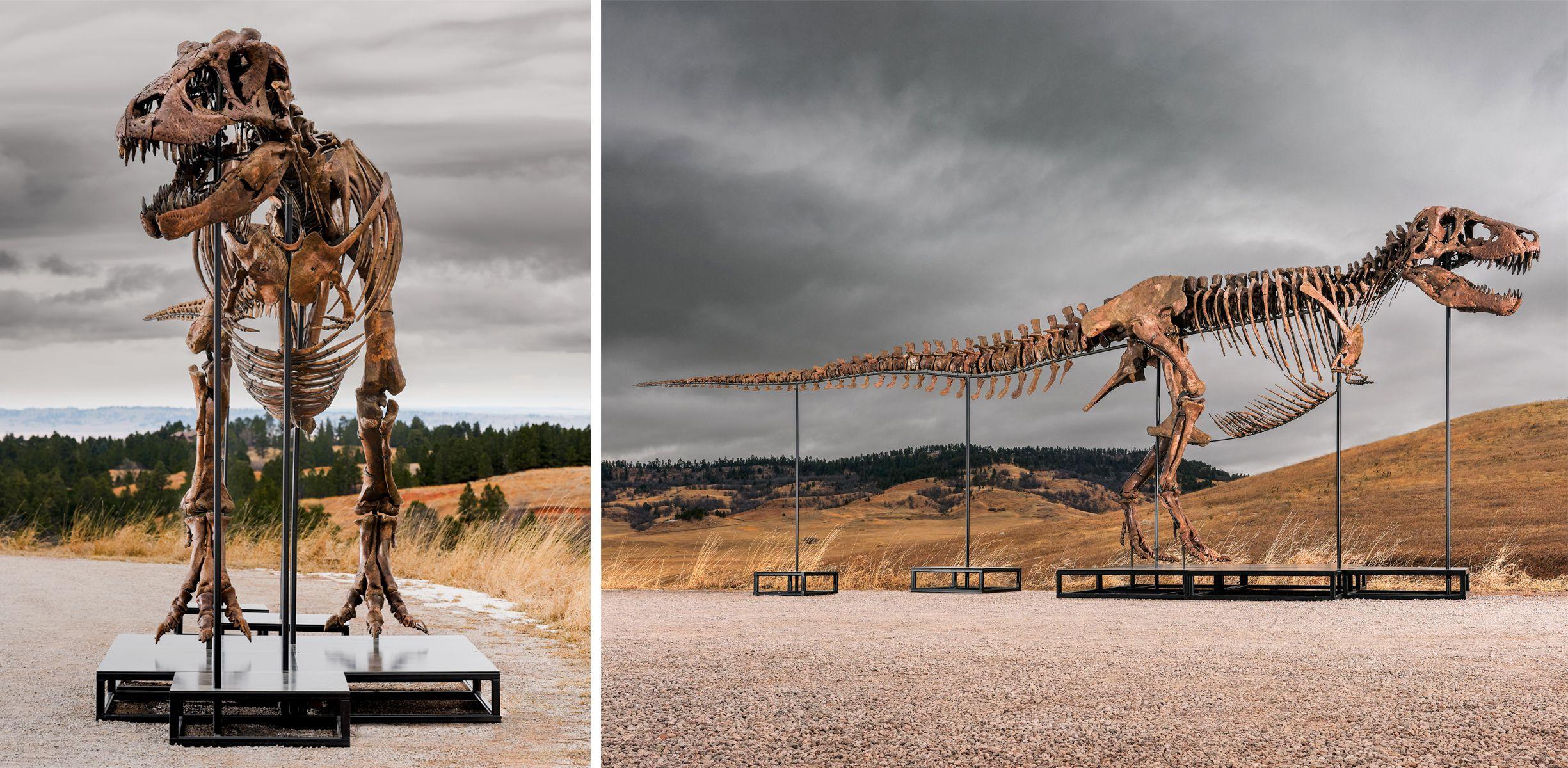 dve fotografije skeleta tiranosaurusa Gasa jedna pored druge 