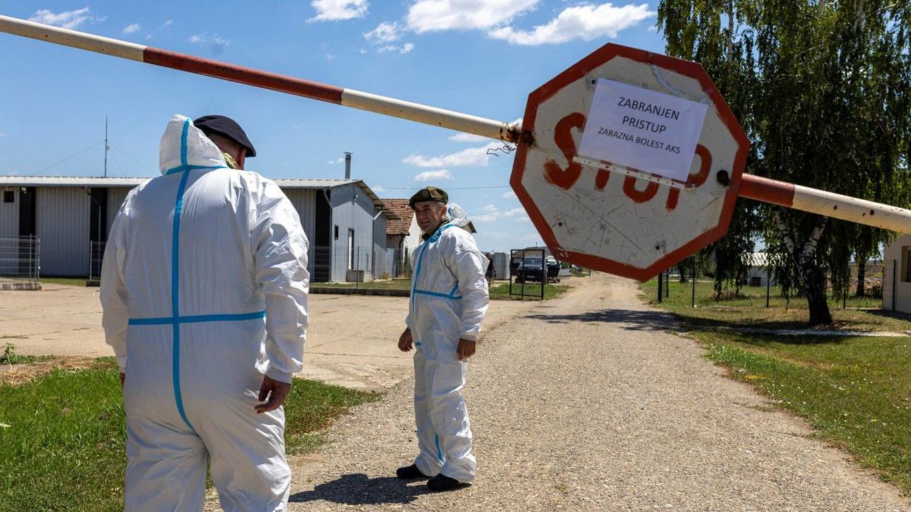Novi talas afričke svinjske kuge: U Srbiji ubijeno blizu 30.000 životinja 2 Veterinarska inspekcija na farmi u Hrtkovcima nadomak Rume