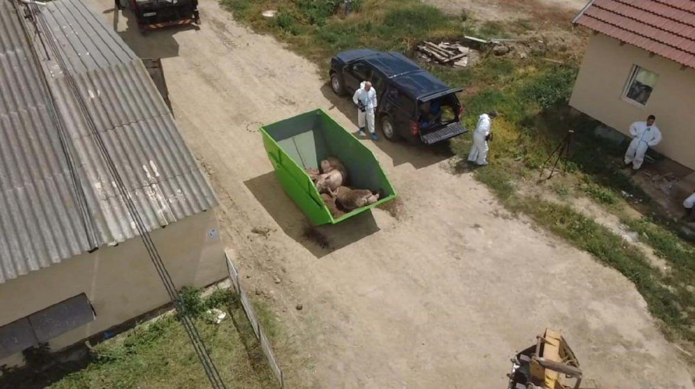 Gde su žarišta afričke kuge svinja? 11