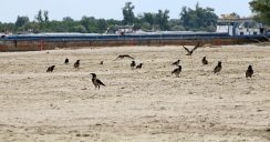 Plaža Oficirac Rekordno nizak vodostaj u Novom Sadu: Peščani sprudovi na sredini Dunava, čamci zaglavljeni u blatu i kanalizacija koja teče u slapovima (FOTO) 7