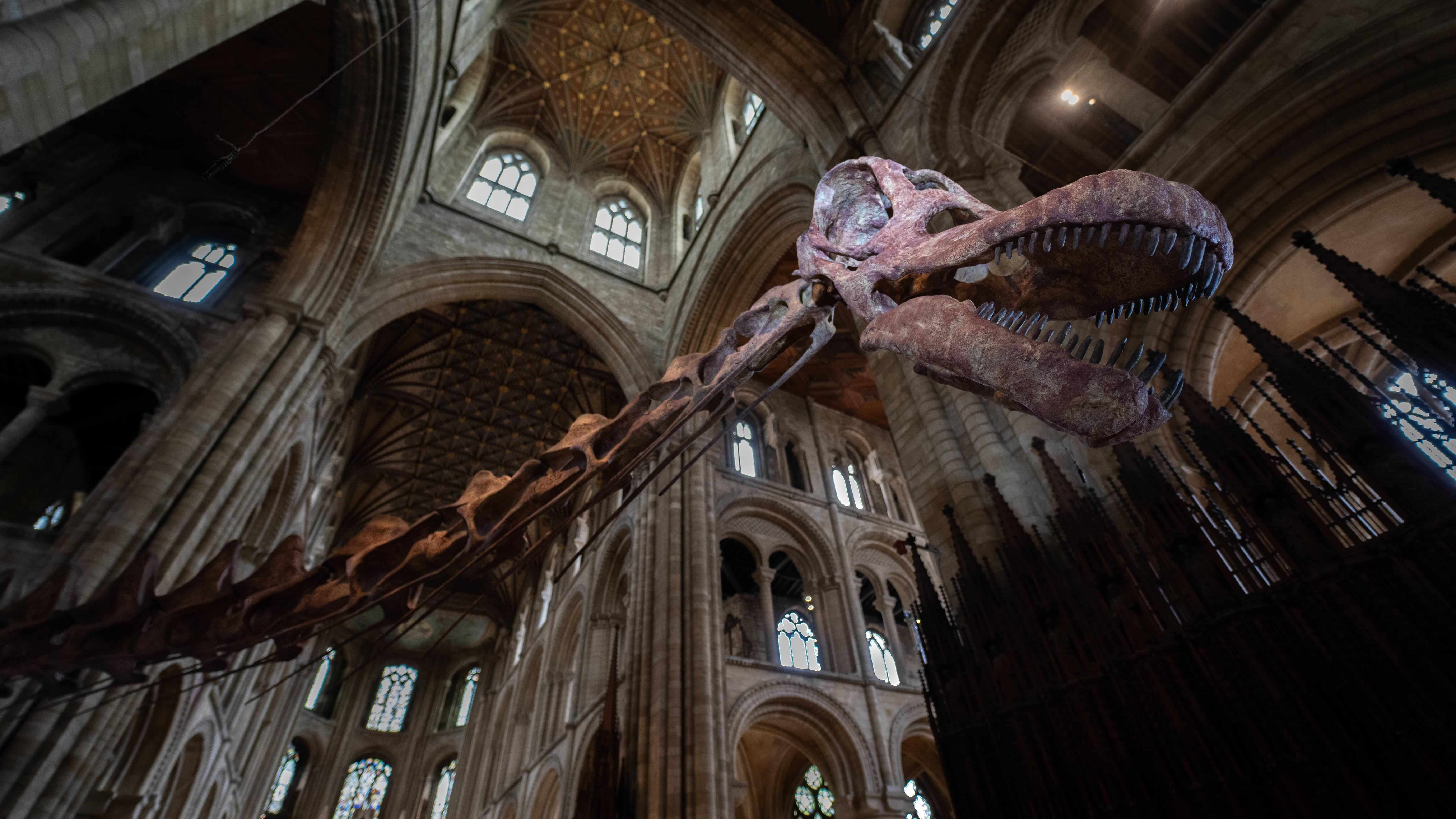 Najranije otkriće dinosaurusa na Antarktiku pronađeno u fioci 4 Eksponat titanosaurusa