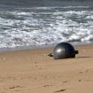 Misteriozne svemirske kugle na plaži u Australiji 10