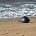 Misteriozne svemirske kugle na plaži u Australiji 1