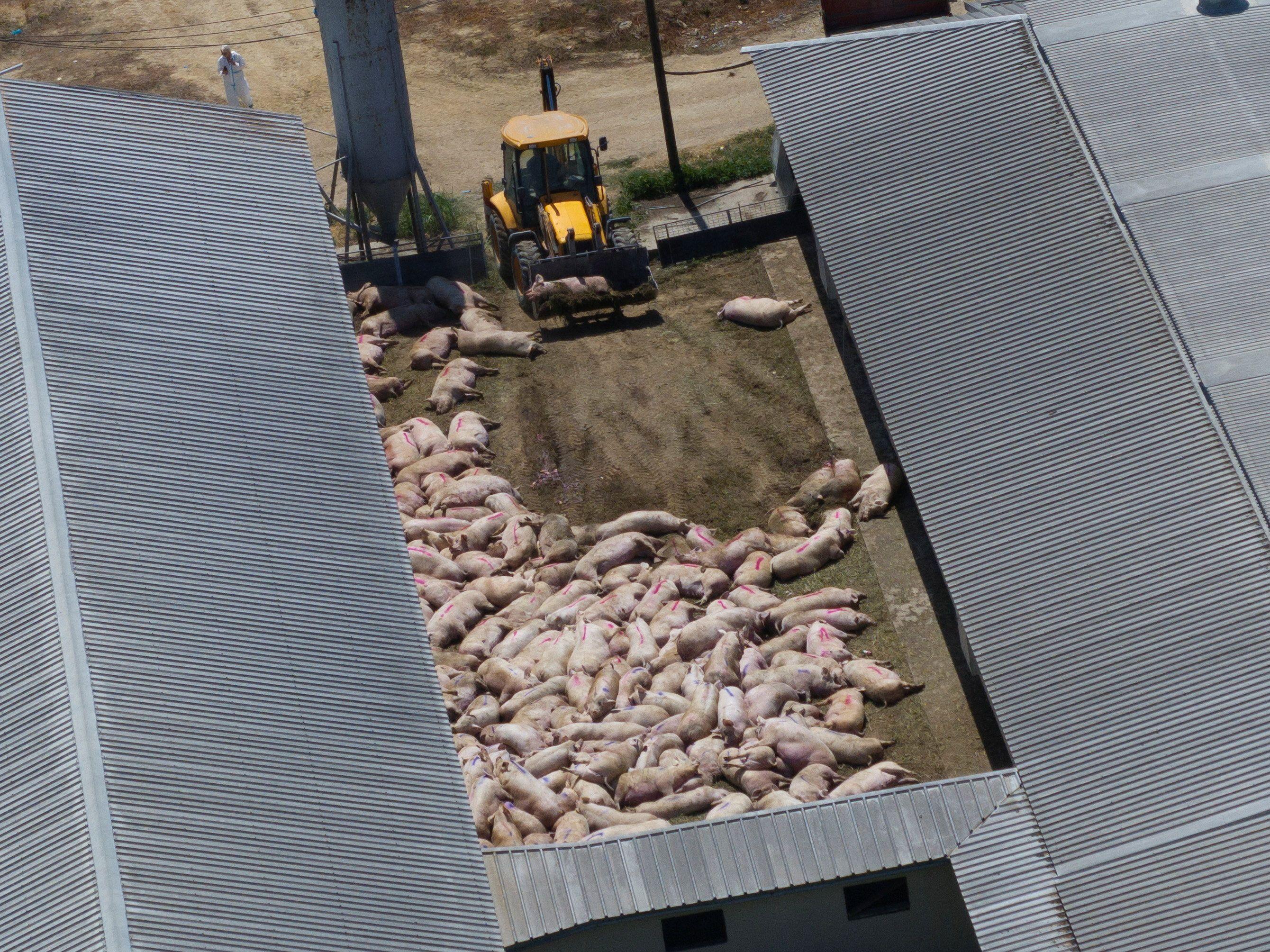 Novi talas afričke svinjske kuge: U Srbiji ubijeno blizu 30.000 životinja 4 Uginule životinje se bagerom odnose sa farme u Hrtkovcima