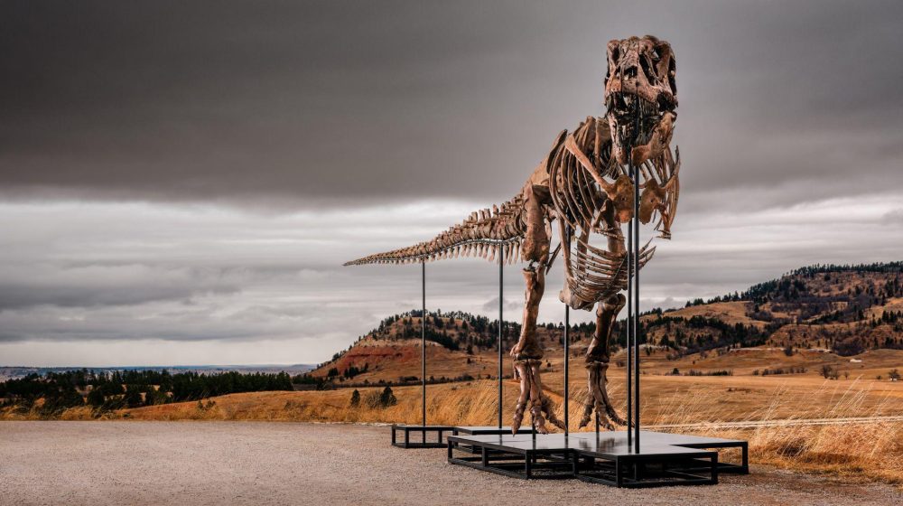 Tiranosaurus reks prodat za rekordnih 43,8 miliona evra 7