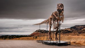 Tiranosaurus reks prodat za rekordnih 43,8 miliona evra 11 Tiranosaurus reks prodat za rekordnih 43,8 miliona evra 9