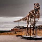 Da li bi ovaj tiranosaurus reks mogao da postane najskuplji dinosaurus na svetu 16