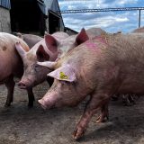 Novi talas afričke svinjske kuge: U Srbiji ubijeno blizu 30.000 životinja 8