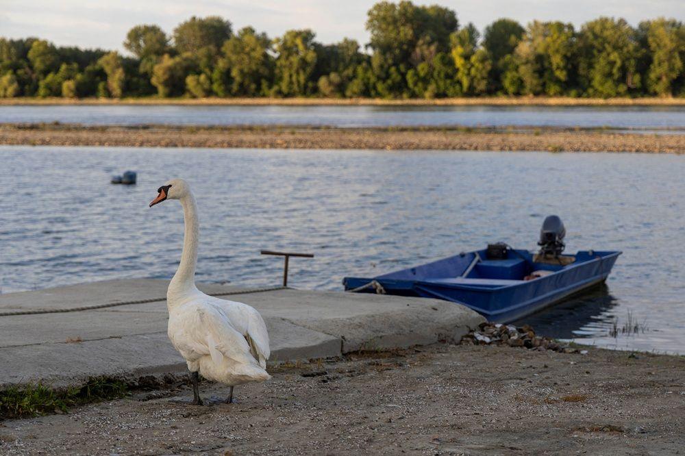 Dunav ponegde kao potok: Fotografije iz Srbije i regiona 19 dunav, nizak vodostaj dunava, dunav kod slankamena