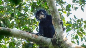 Otkrivena nova vrsta majmuna sa narandžastim usnama 20 Otkrivena nova vrsta majmuna sa narandžastim usnama 13