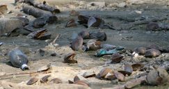 Plaža Oficirac Rekordno nizak vodostaj u Novom Sadu: Peščani sprudovi na sredini Dunava, čamci zaglavljeni u blatu i kanalizacija koja teče u slapovima (FOTO) 8