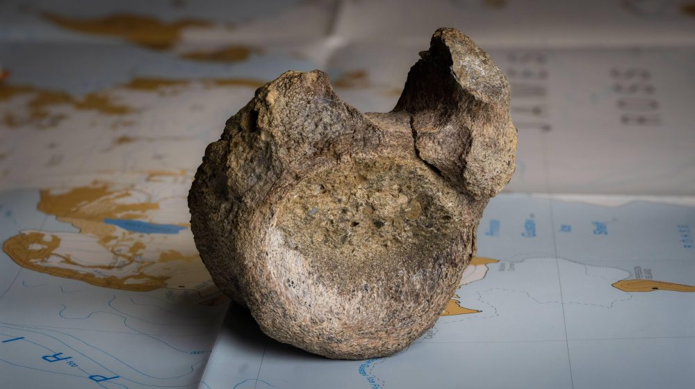 Najranije otkriće dinosaurusa na Antarktiku pronađeno u fioci 9