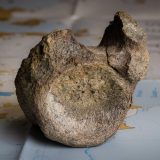 Najranije otkriće dinosaurusa na Antarktiku pronađeno u fioci 5