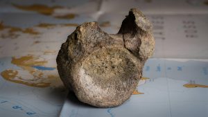 Najranije otkriće dinosaurusa na Antarktiku pronađeno u fioci 7 Najranije otkriće dinosaurusa na Antarktiku pronađeno u fioci 7