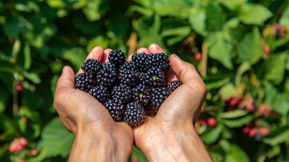 Domaće kupinovo vino: Recept za mirisno piće puno ukusa i tradicije 11