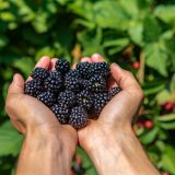 Domaće kupinovo vino: Recept za mirisno piće puno ukusa i tradicije 7