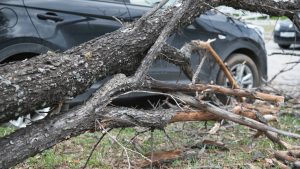 Beogradske elektrane: Drvo kod bivšeg hotela Jugoslavija palo zbog kvara i izlivanja iz vodovodne cevi 7 Beogradske elektrane: Drvo kod bivšeg hotela Jugoslavija palo zbog kvara i izlivanja iz vodovodne cevi 4