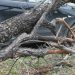 Beogradske elektrane: Drvo kod bivšeg hotela Jugoslavija palo zbog kvara i izlivanja iz vodovodne cevi 1