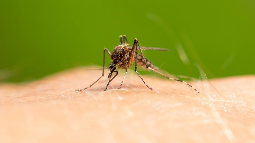 Komarce možete držati podalje od doma uz prirodni sastojak koji košta oko 30 dinara 8