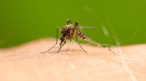 Komarce možete držati podalje od doma uz prirodni sastojak koji košta oko 30 dinara 9 Komarce možete držati podalje od doma uz prirodni sastojak koji košta oko 30 dinara 6
