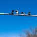 kamera